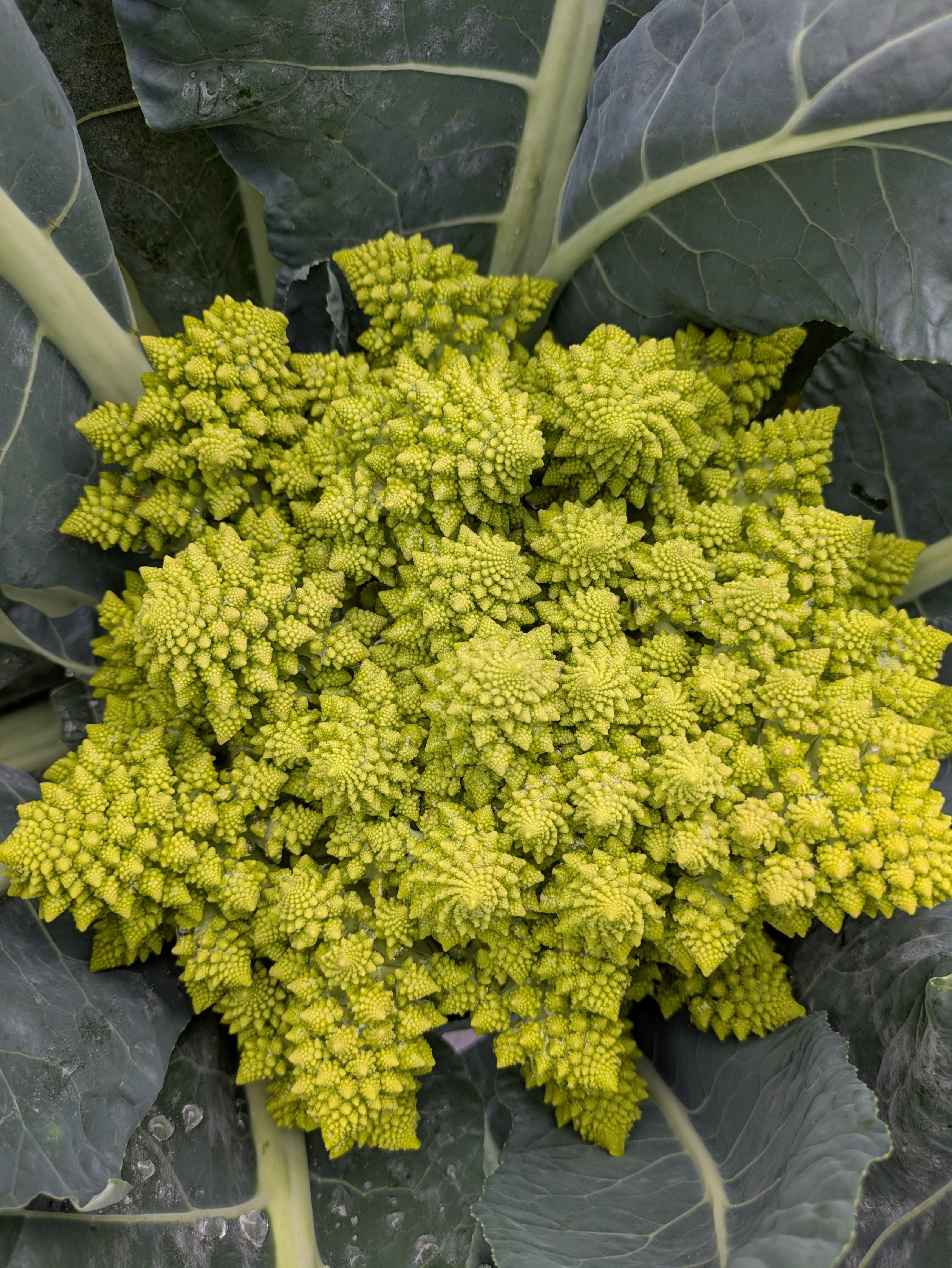 Vegetables