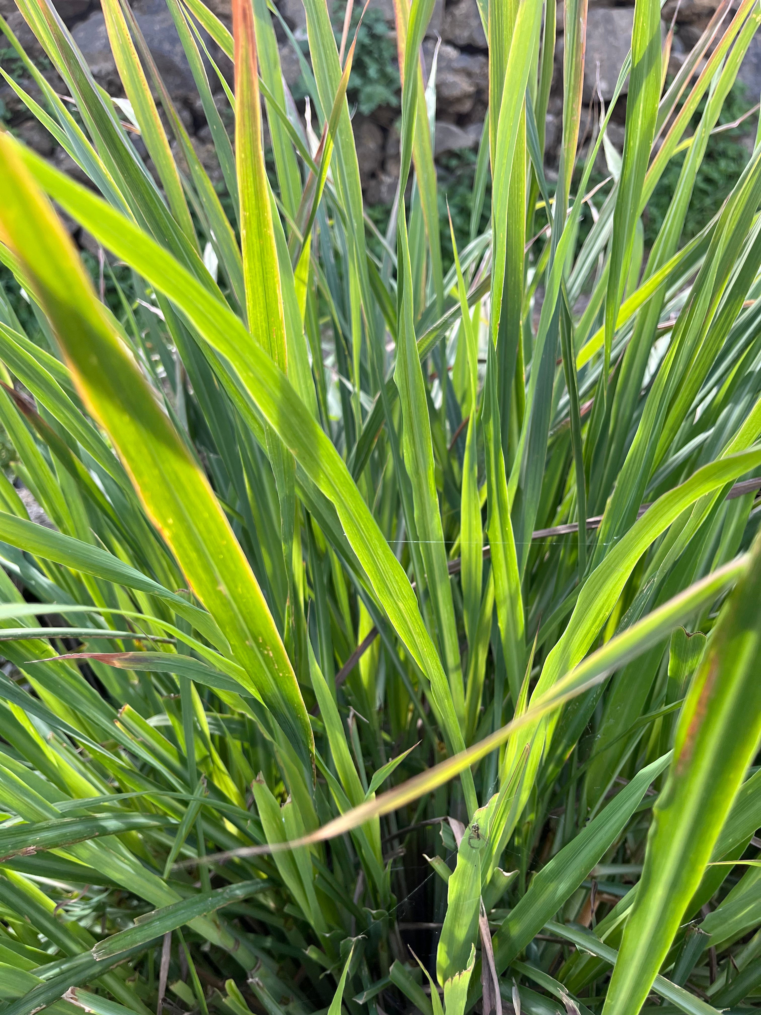 Herbs