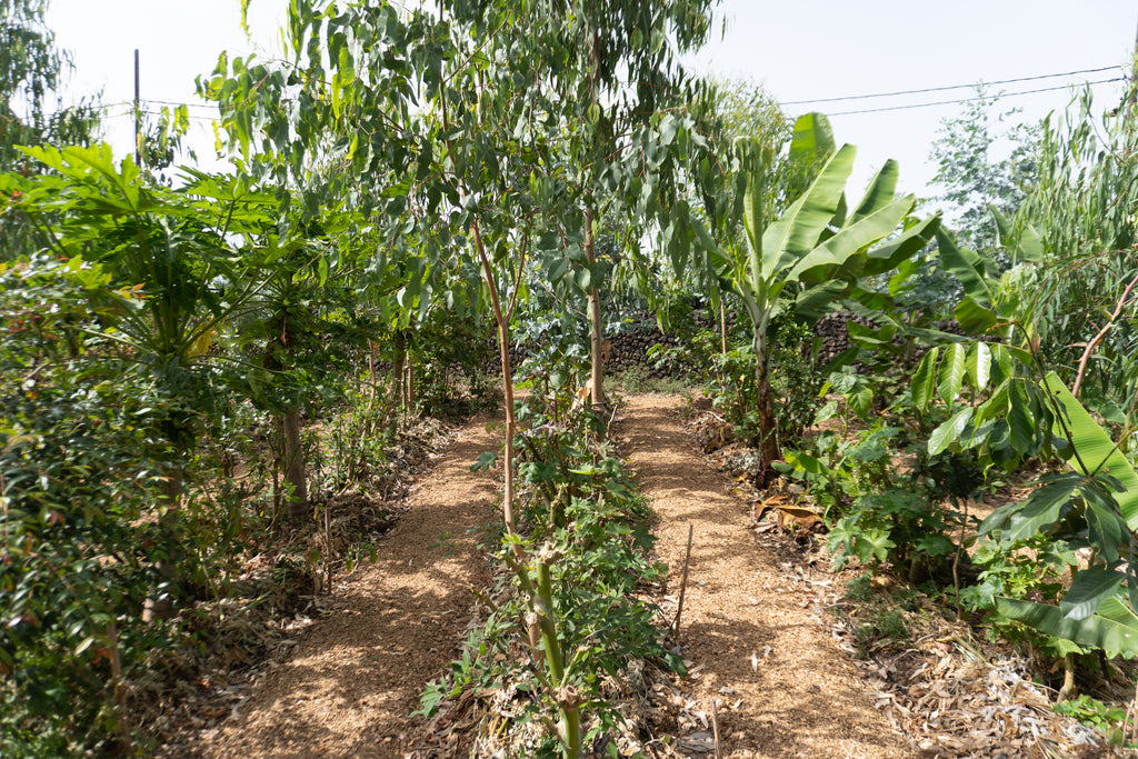 Courso agroforesteria syntropico con Juã Pereira, alumno de Ernst Götsch