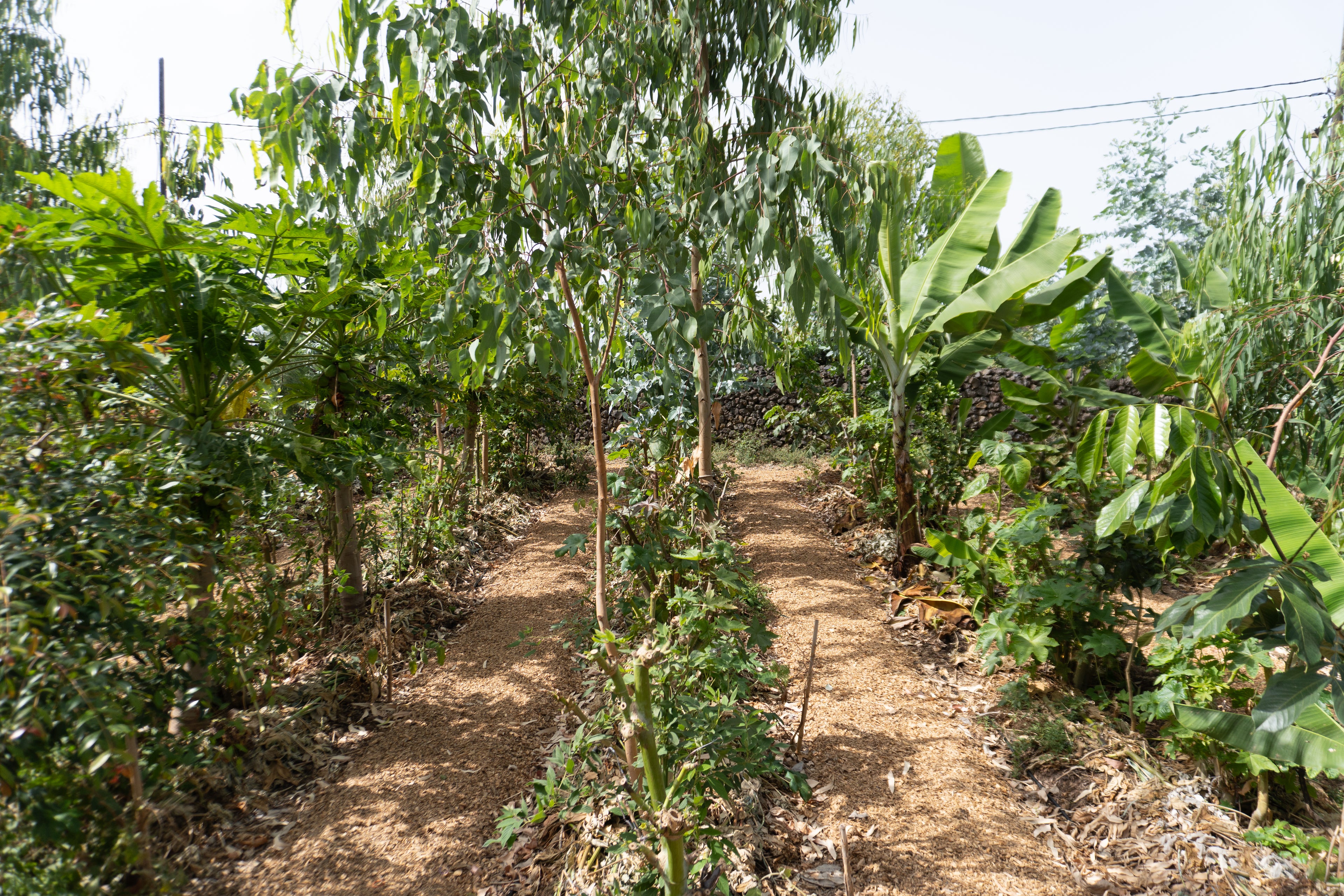 Courso agroforesteria syntropico con Juã Pereira, alumno de Ernst Götsch