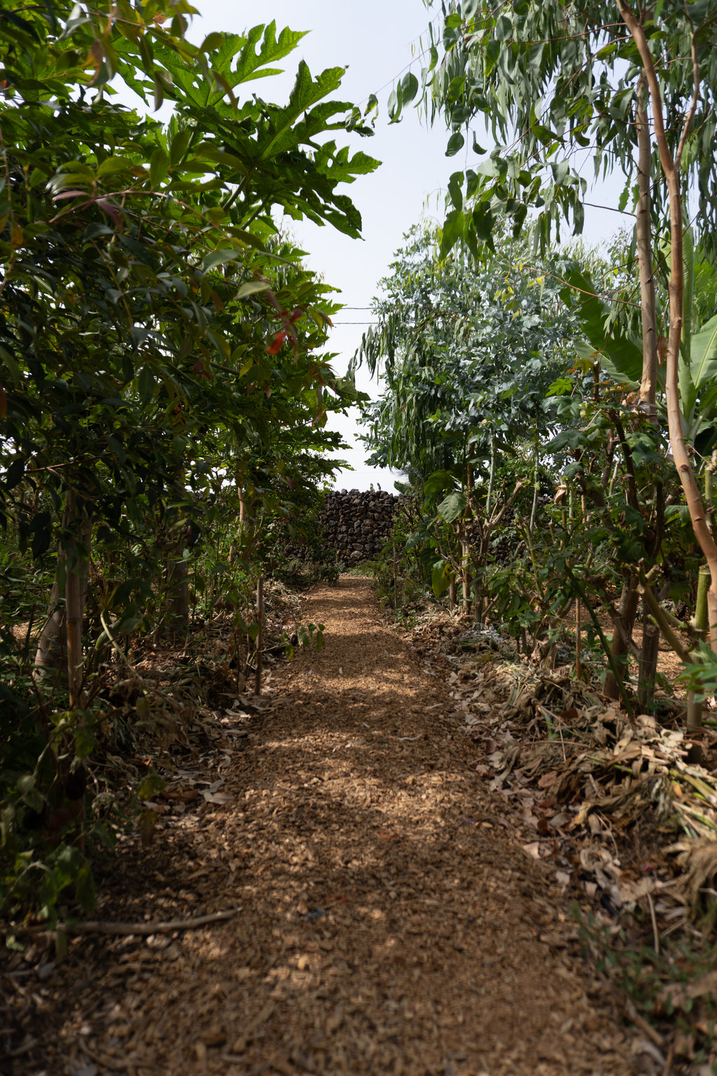 Courso agroforesteria syntropico con Juã Pereira, alumno de Ernst Götsch