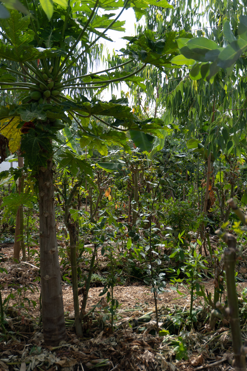 Courso agroforesteria syntropico con Juã Pereira, alumno de Ernst Götsch