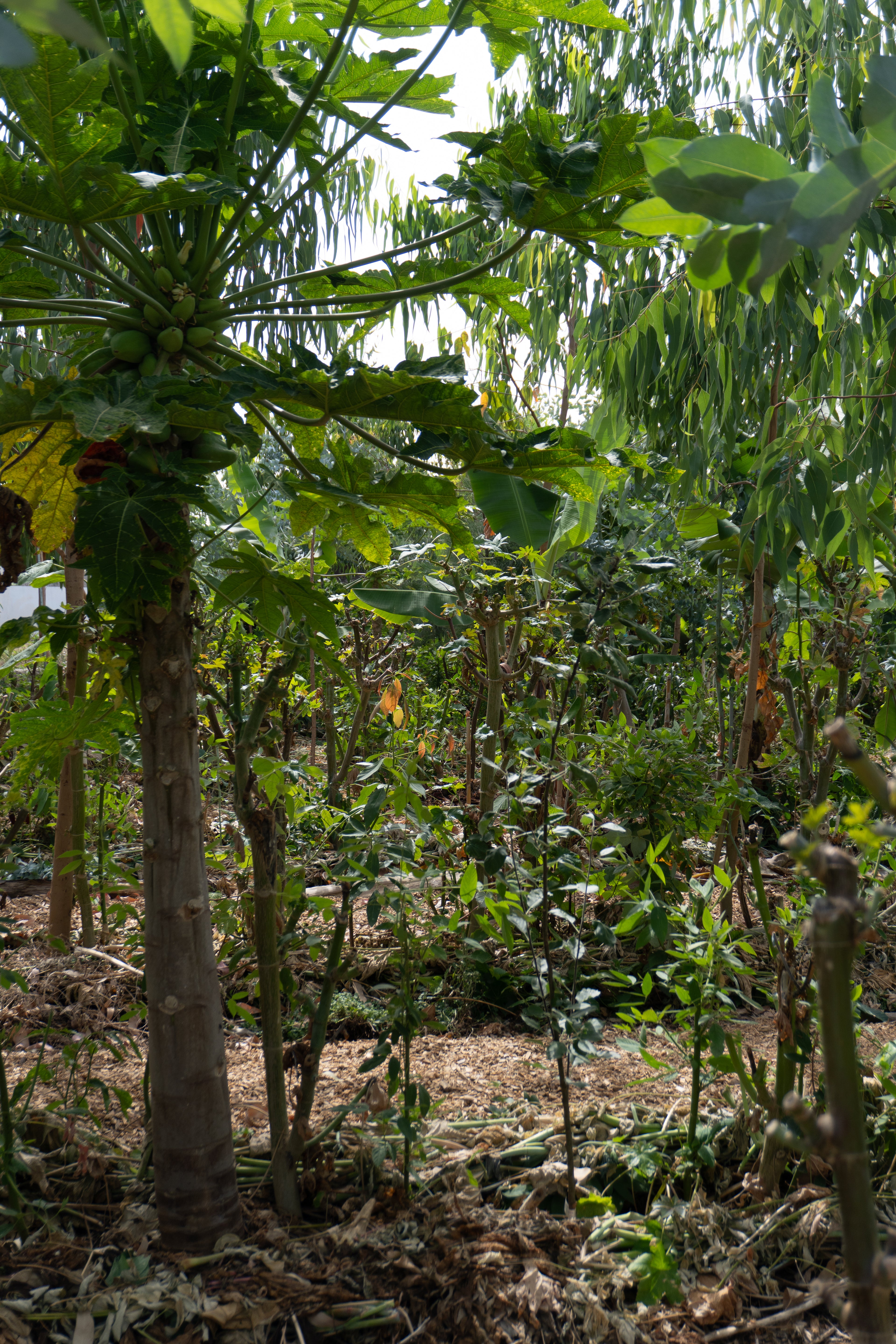 Courso agroforesteria syntropico con Juã Pereira, alumno de Ernst Götsch