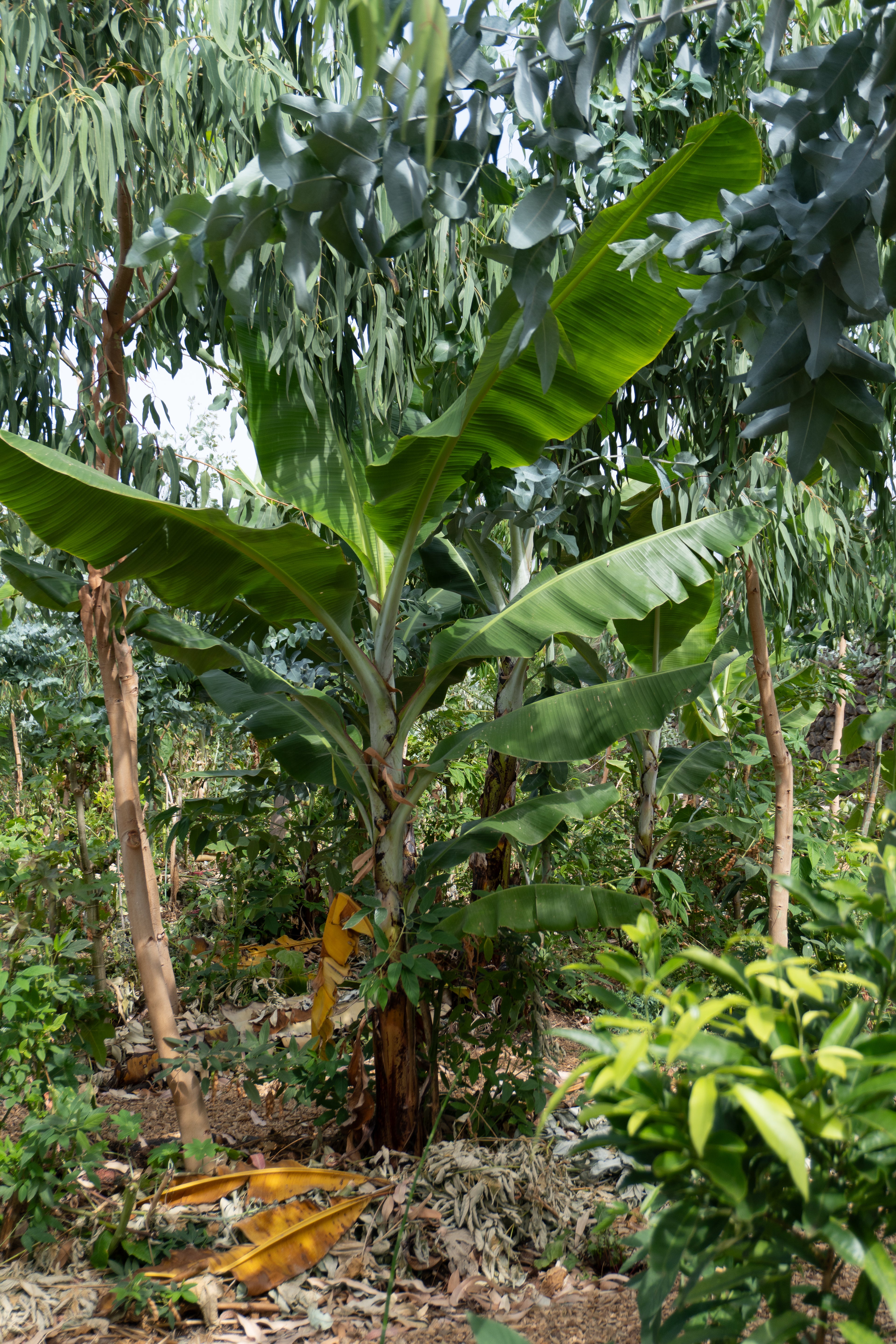 Courso agroforesteria syntropico con Juã Pereira, alumno de Ernst Götsch