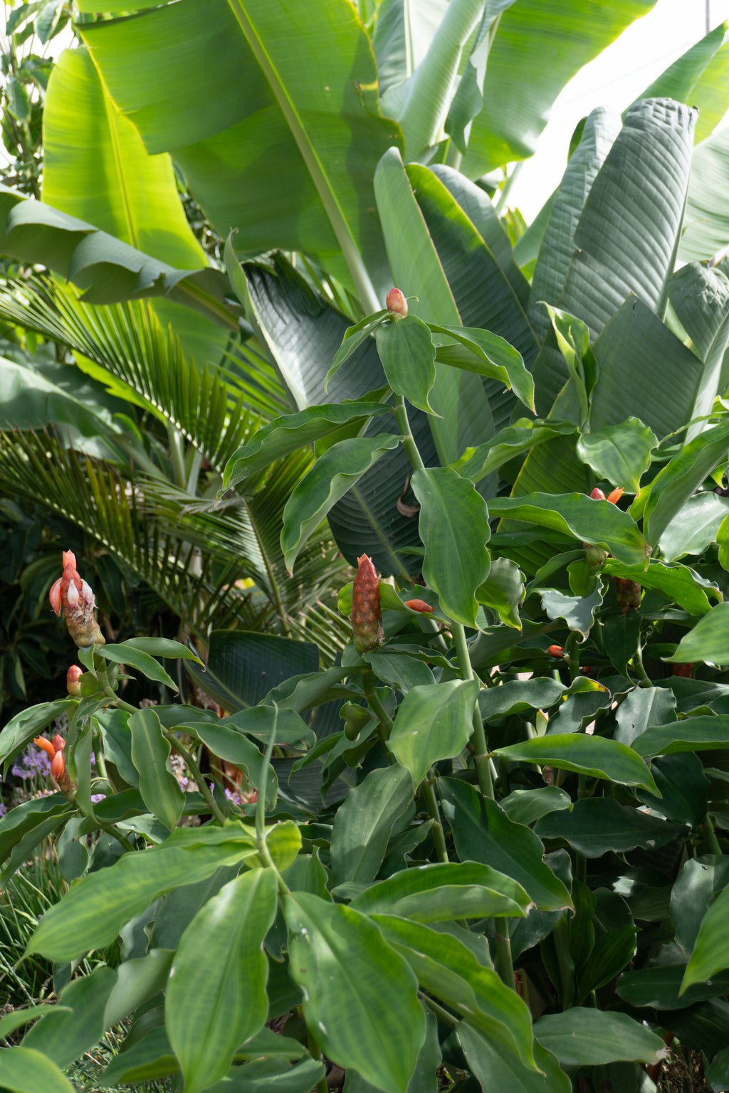 Courso agroforesteria syntropico con Juã Pereira, alumno de Ernst Götsch