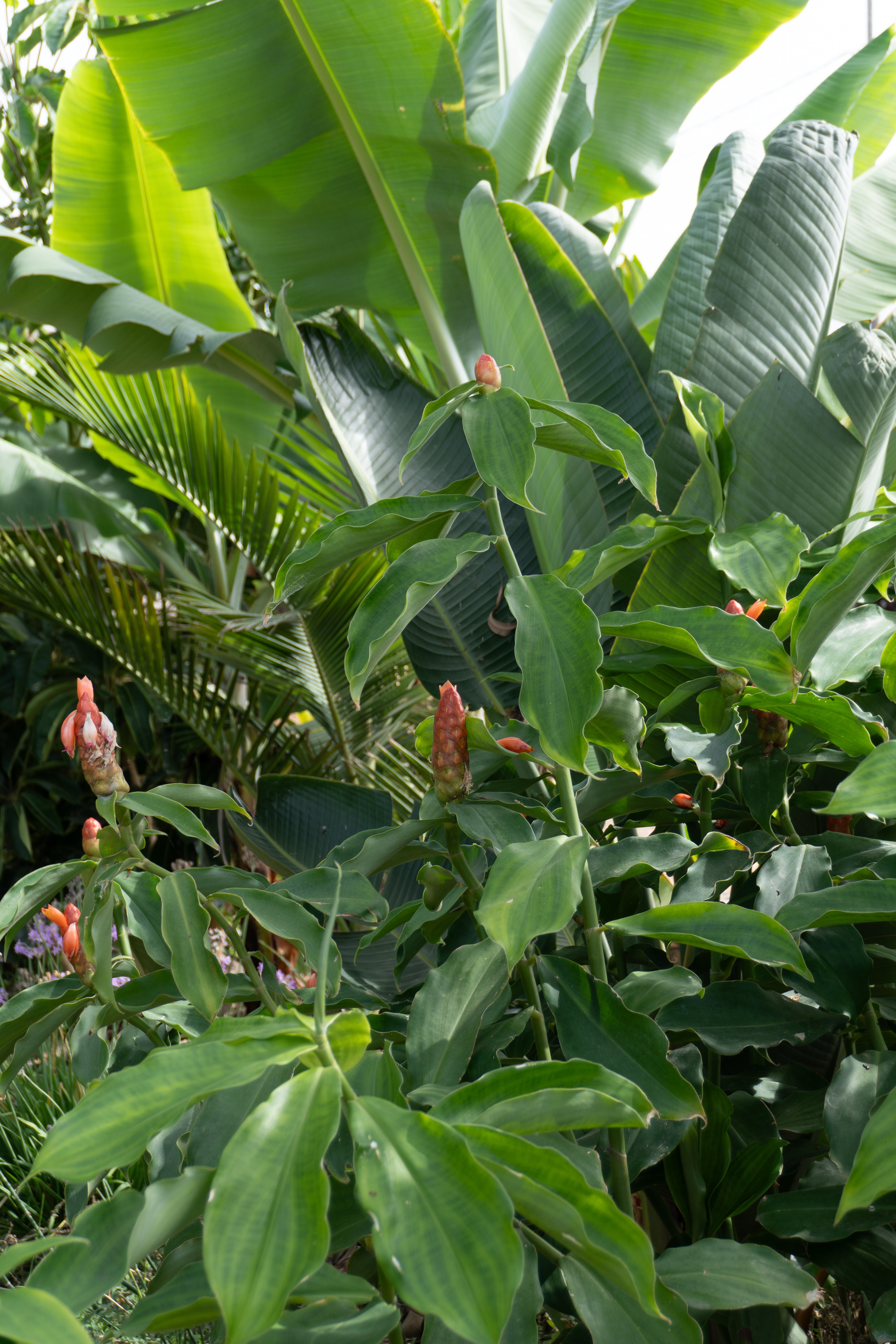 Courso agroforesteria syntropico con Juã Pereira, alumno de Ernst Götsch