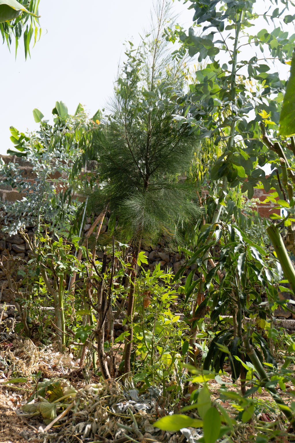 Courso agroforesteria syntropico con Juã Pereira, alumno de Ernst Götsch