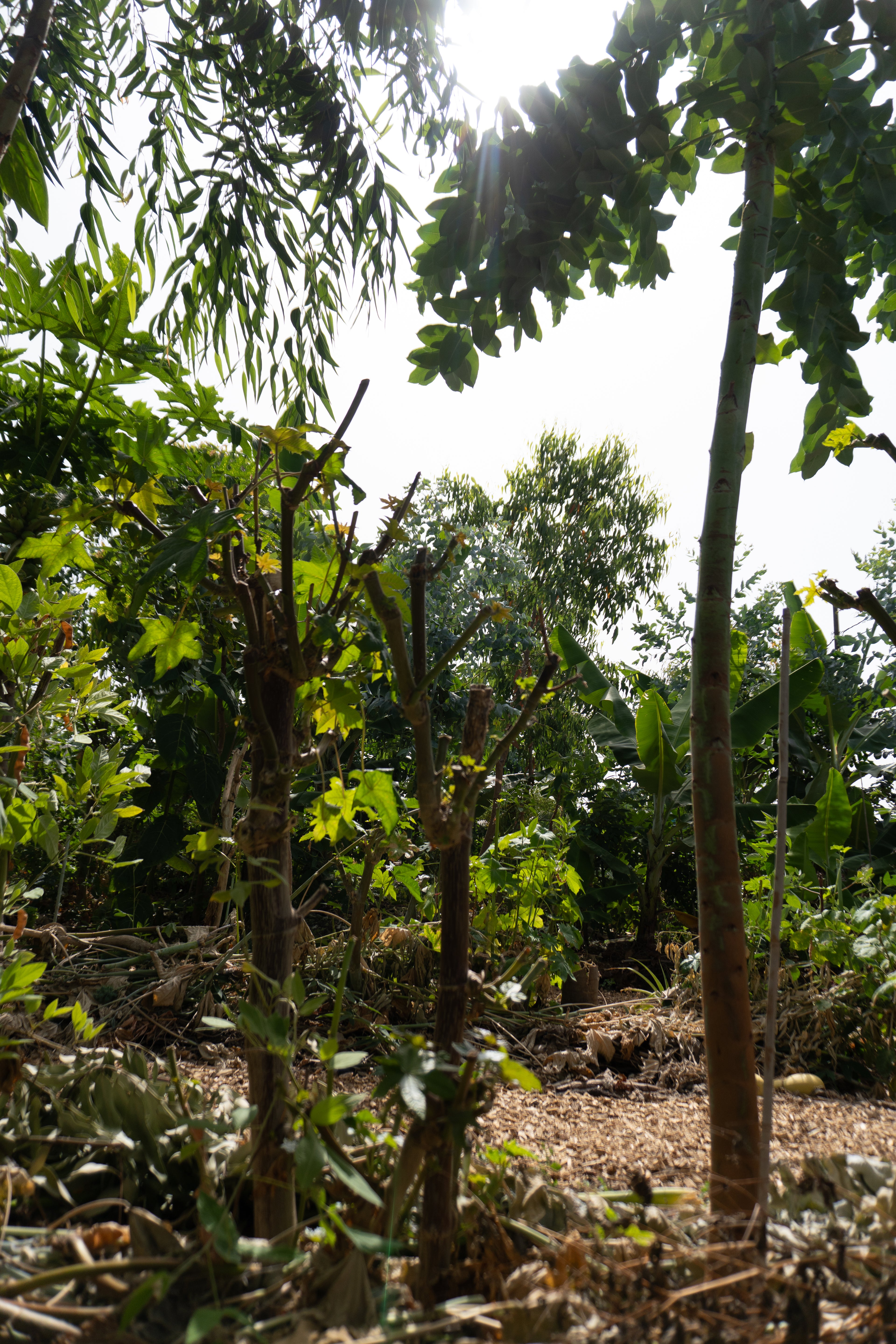 Courso agroforesteria syntropico con Juã Pereira, alumno de Ernst Götsch