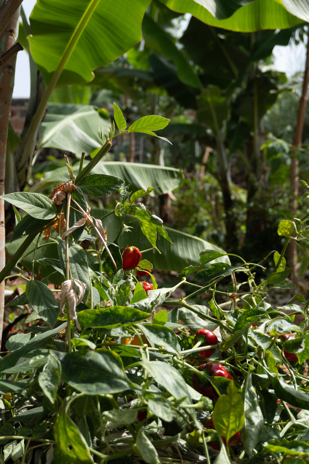 Courso agroforesteria syntropico con Juã Pereira, alumno de Ernst Götsch