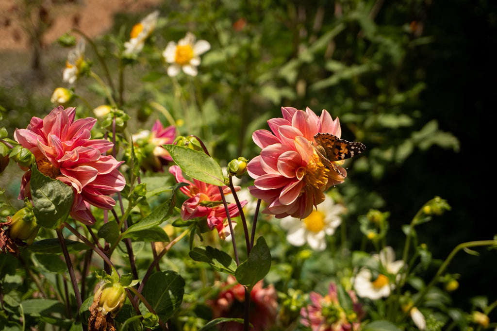 Herbal Garden Tour (english)