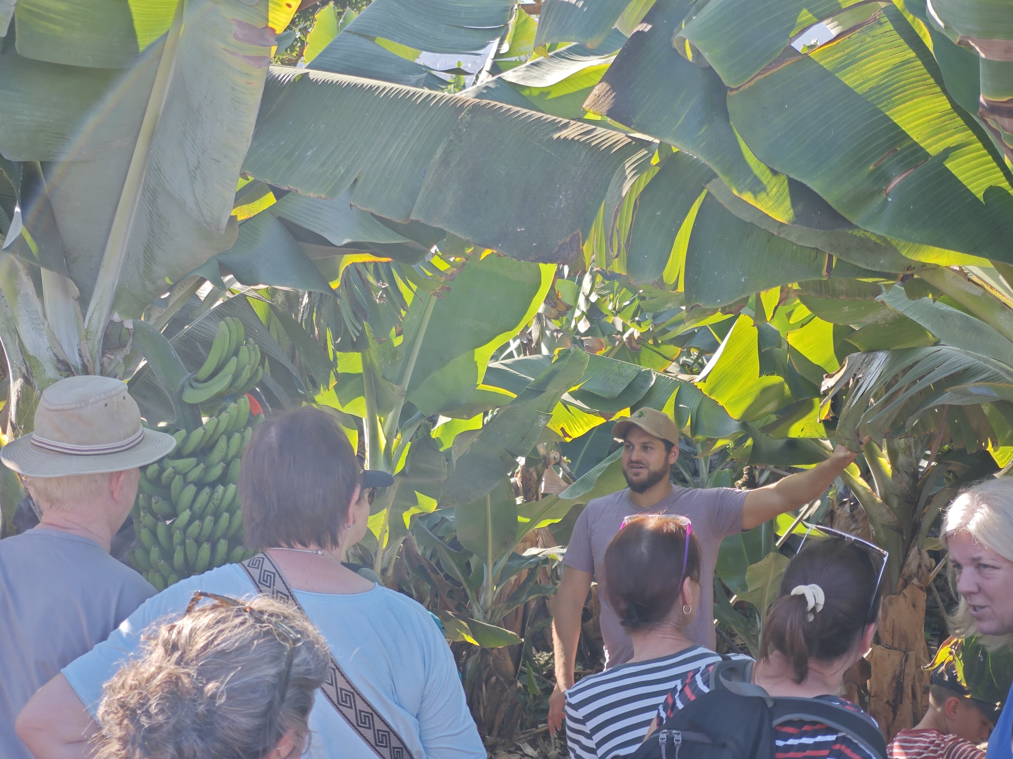 Discover Tenerife's Hidden Tropical Oasis - Private Groups [EN,DE, ES, IT]