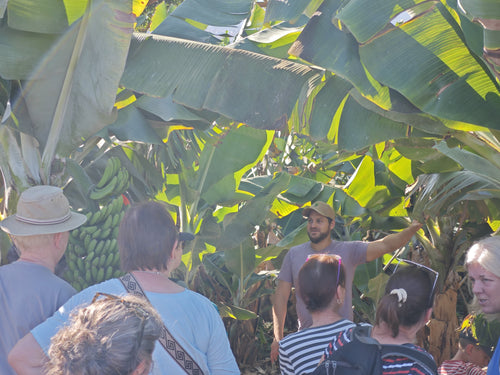 Discover Tenerife's Hidden Tropical Oasis - Private Groups [EN,DE, ES, IT]