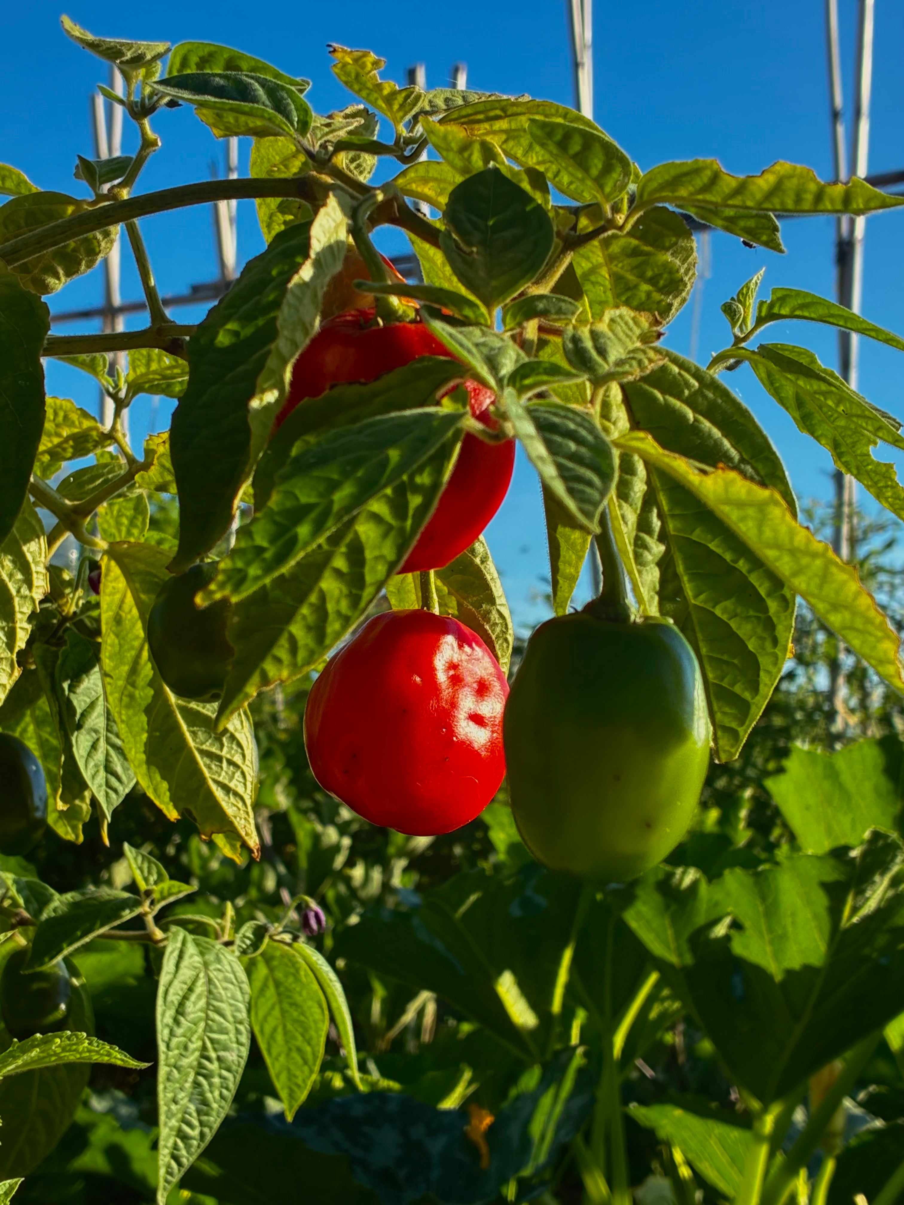 Rocoto Manzano (3x)