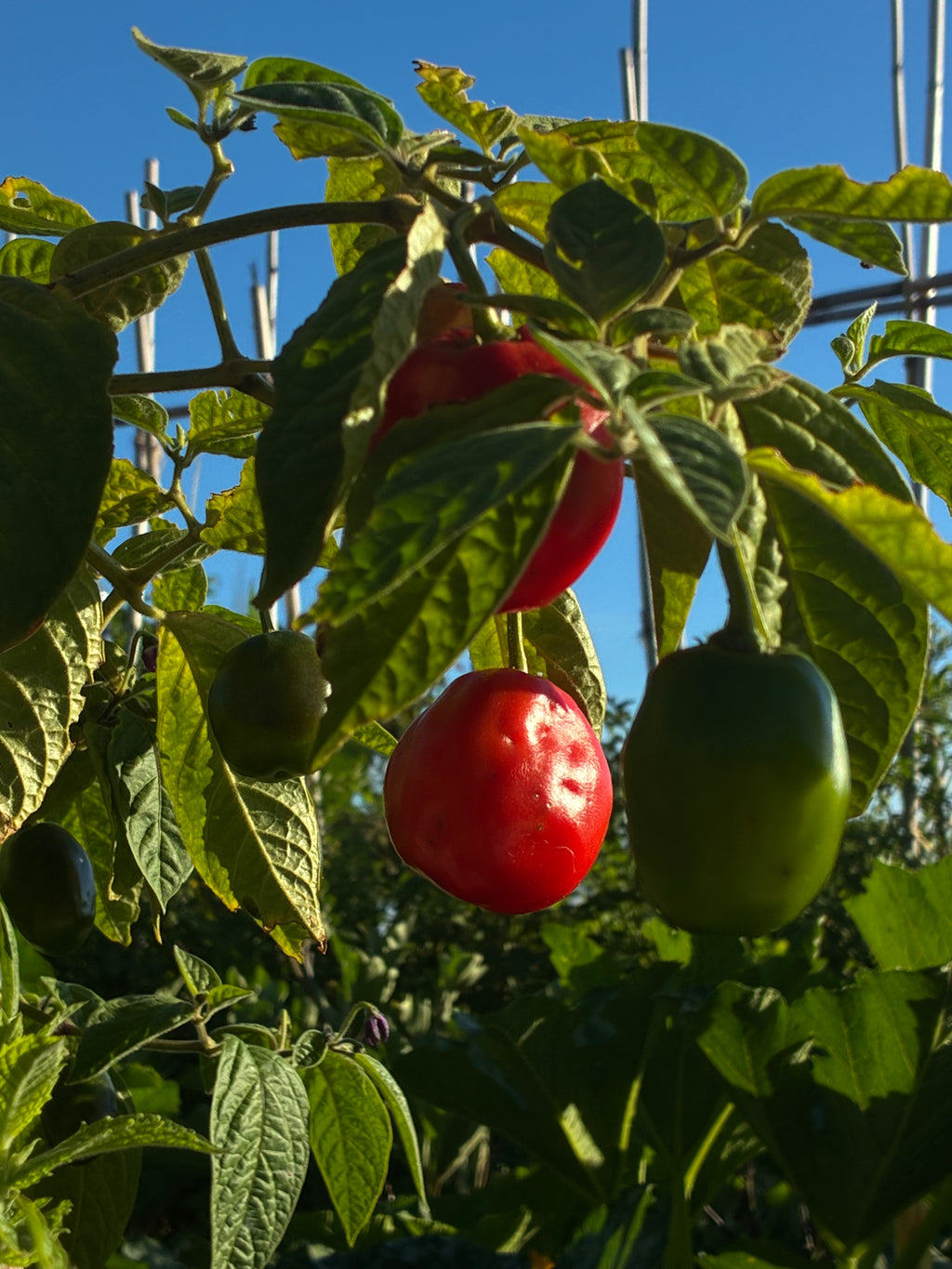 Rocoto Manzano (3x)
