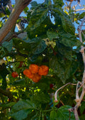 7 Pot Barrackpore (3x)