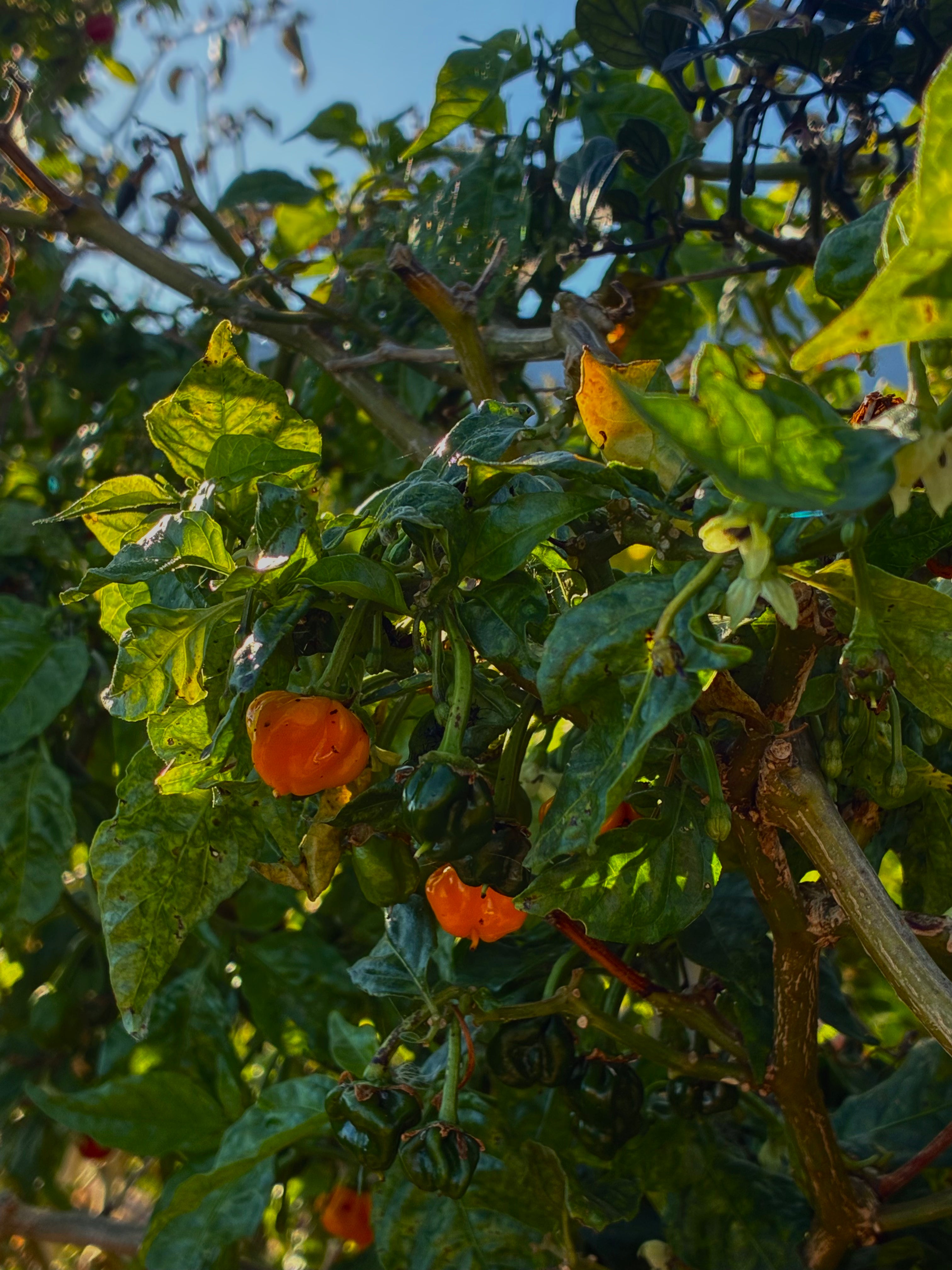 7 Pot Barrackpore (3x)