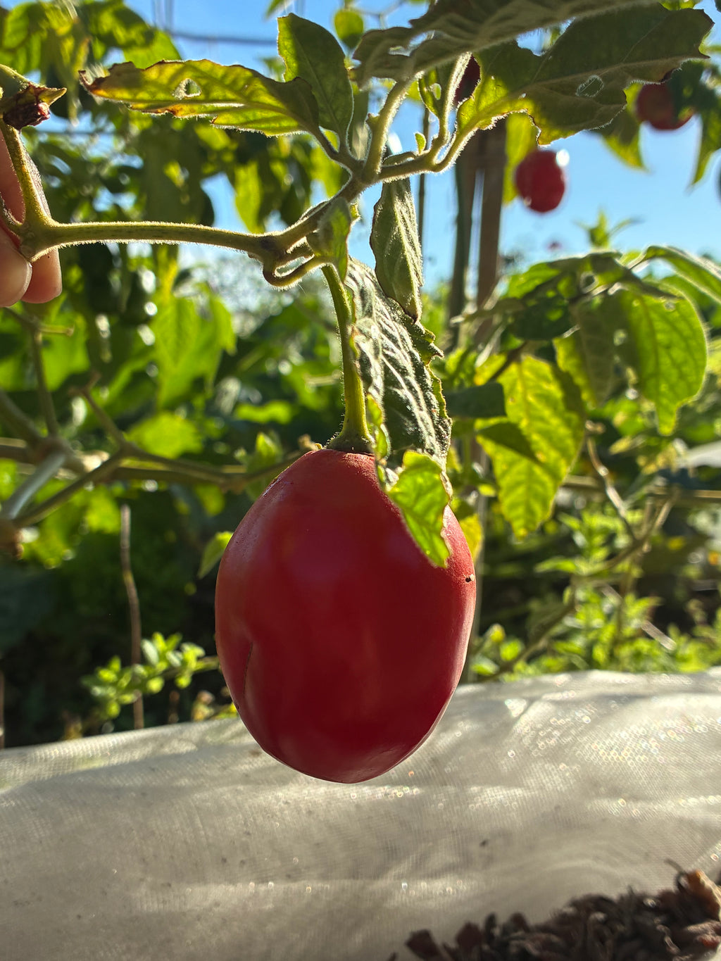 Rocoto Manzano (3x)