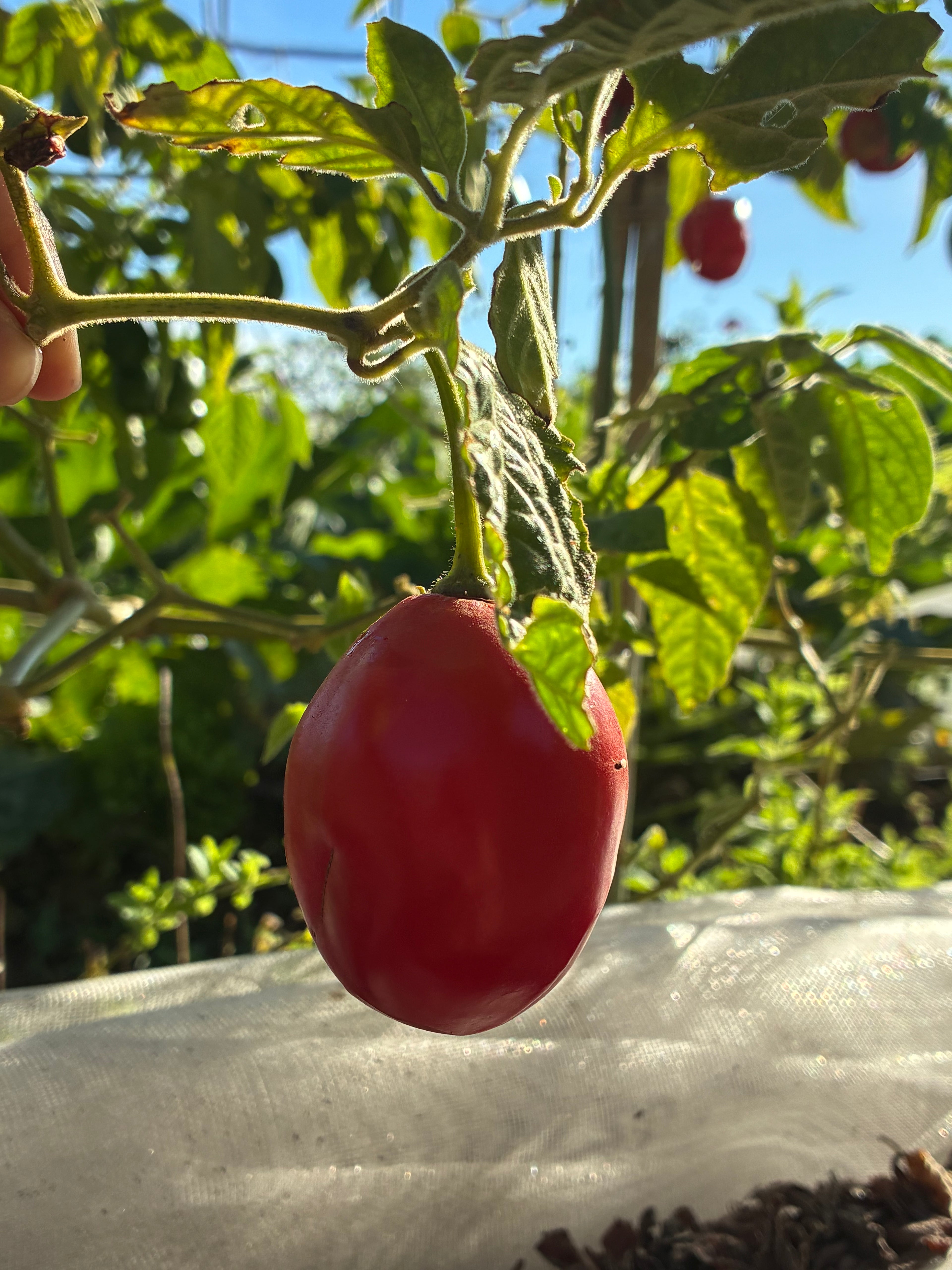 Rocoto Manzano (3x)