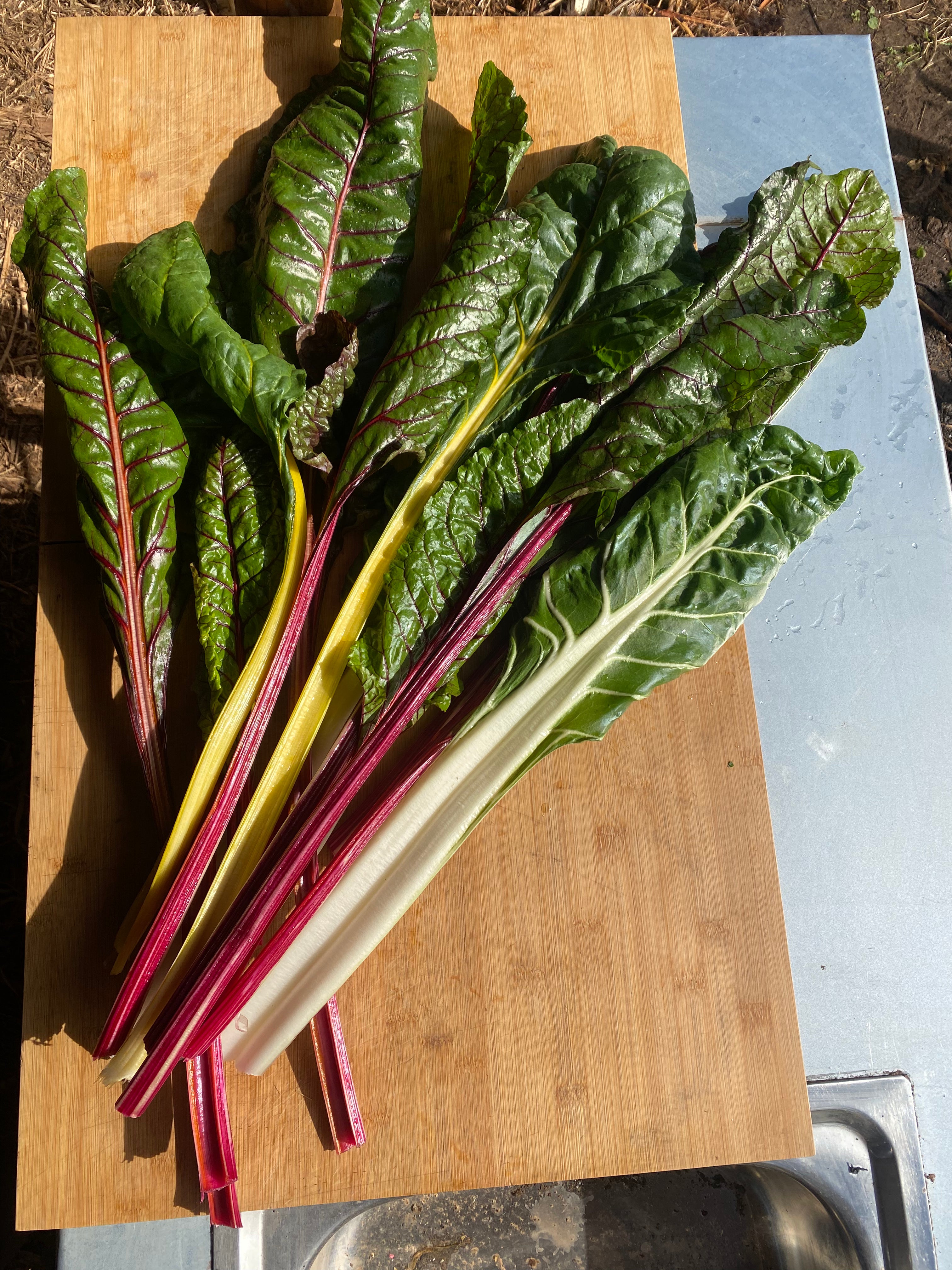 Tricolor chard (500g)