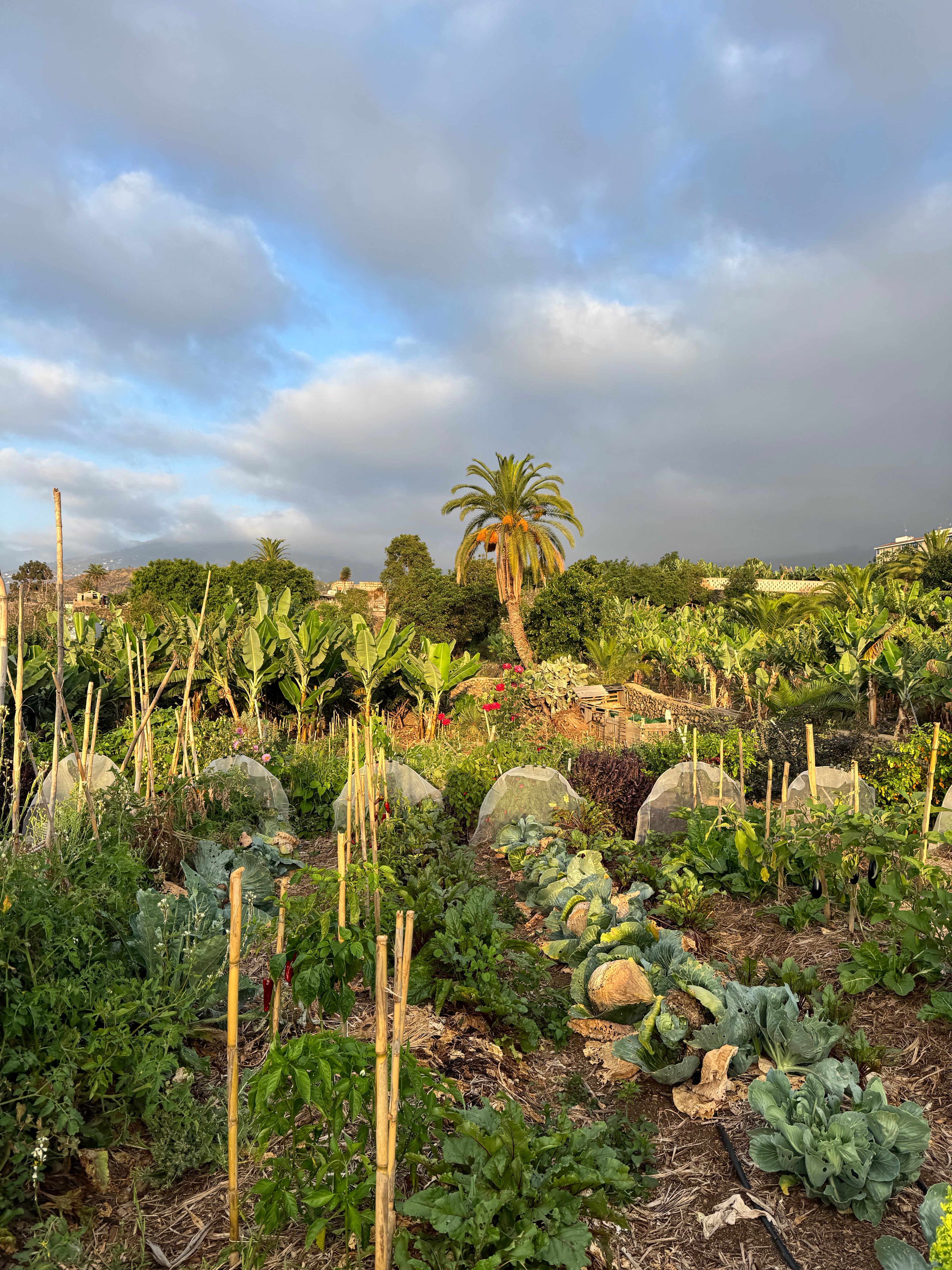 Discover Tenerife's Hidden Tropical Oasis - Private Groups [EN,DE, ES, IT]