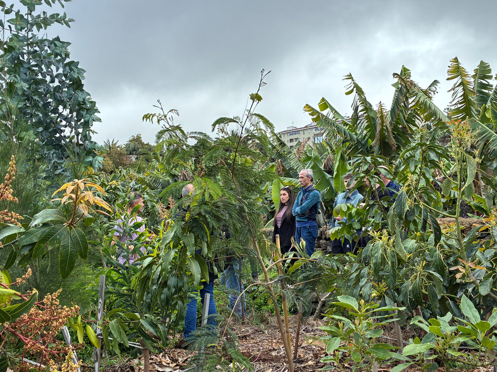 Discover Tenerife's Hidden Tropical Oasis [English]
