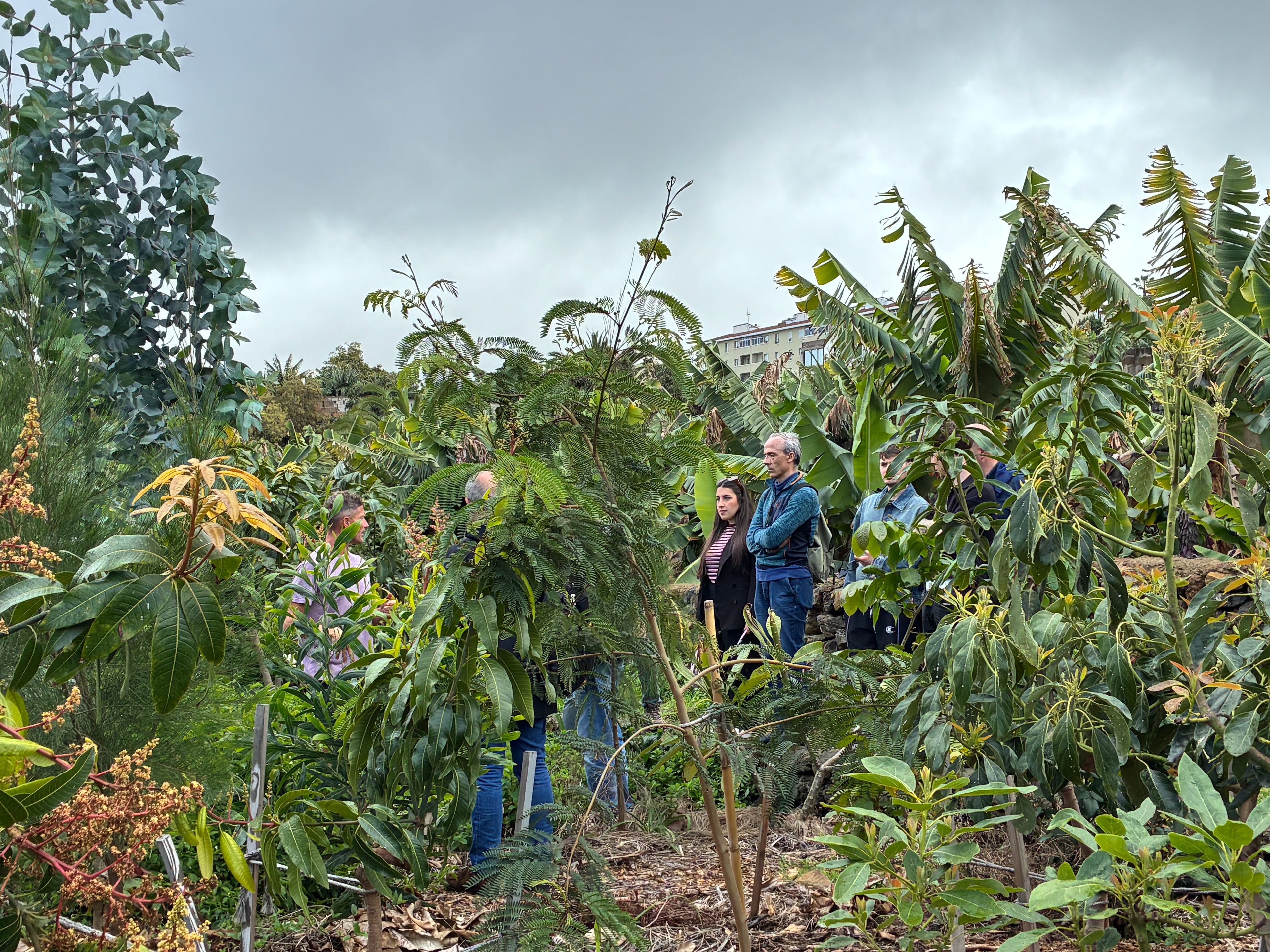 Discover Tenerife's Hidden Tropical Oasis [English]