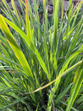 lemon grass (bunch)