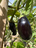 Eggplant (kg)