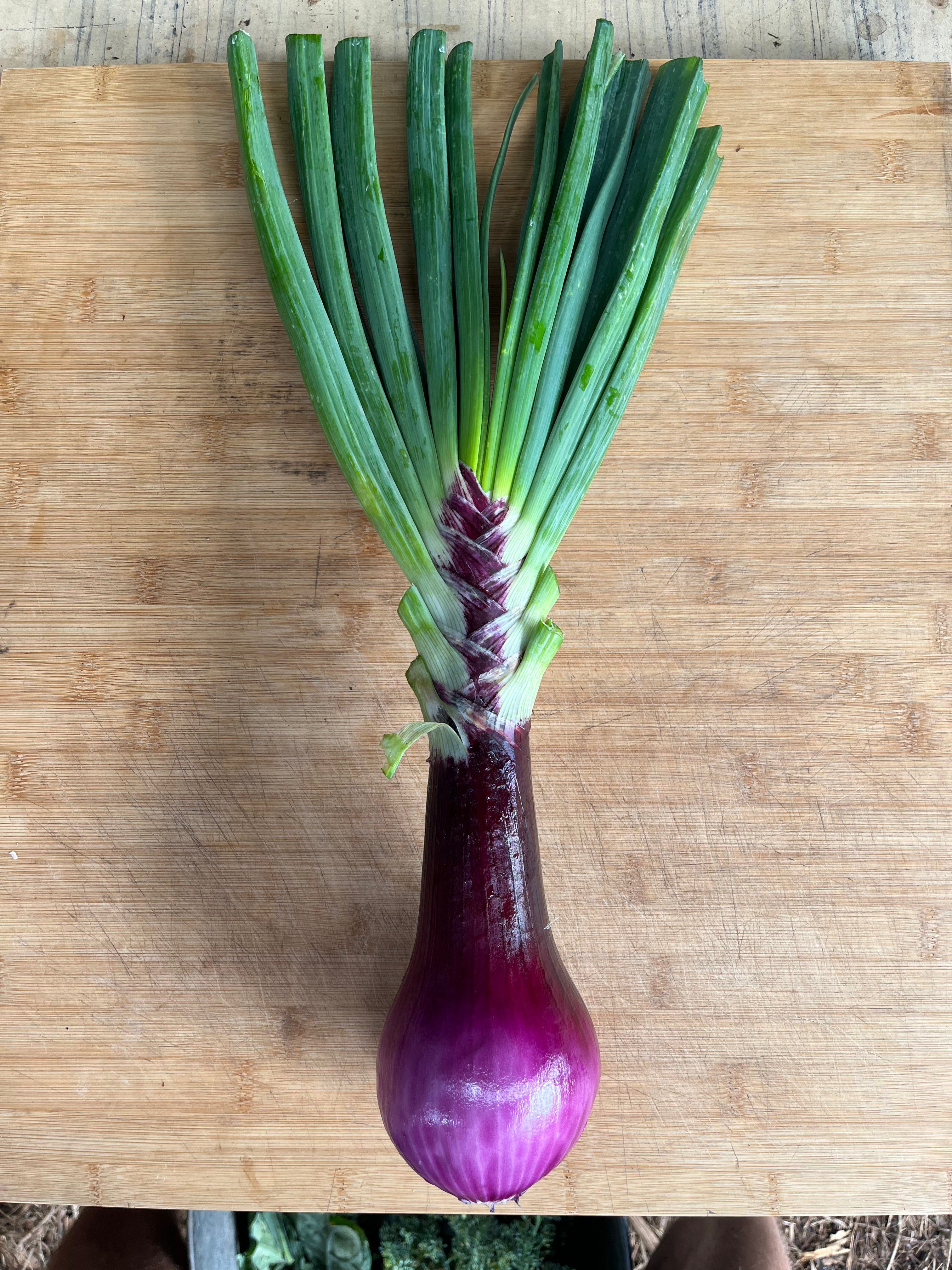 Red Onion (kg)