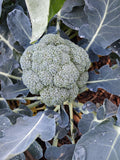 Broccoli (kg)