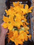 Zuchini flower (unit)