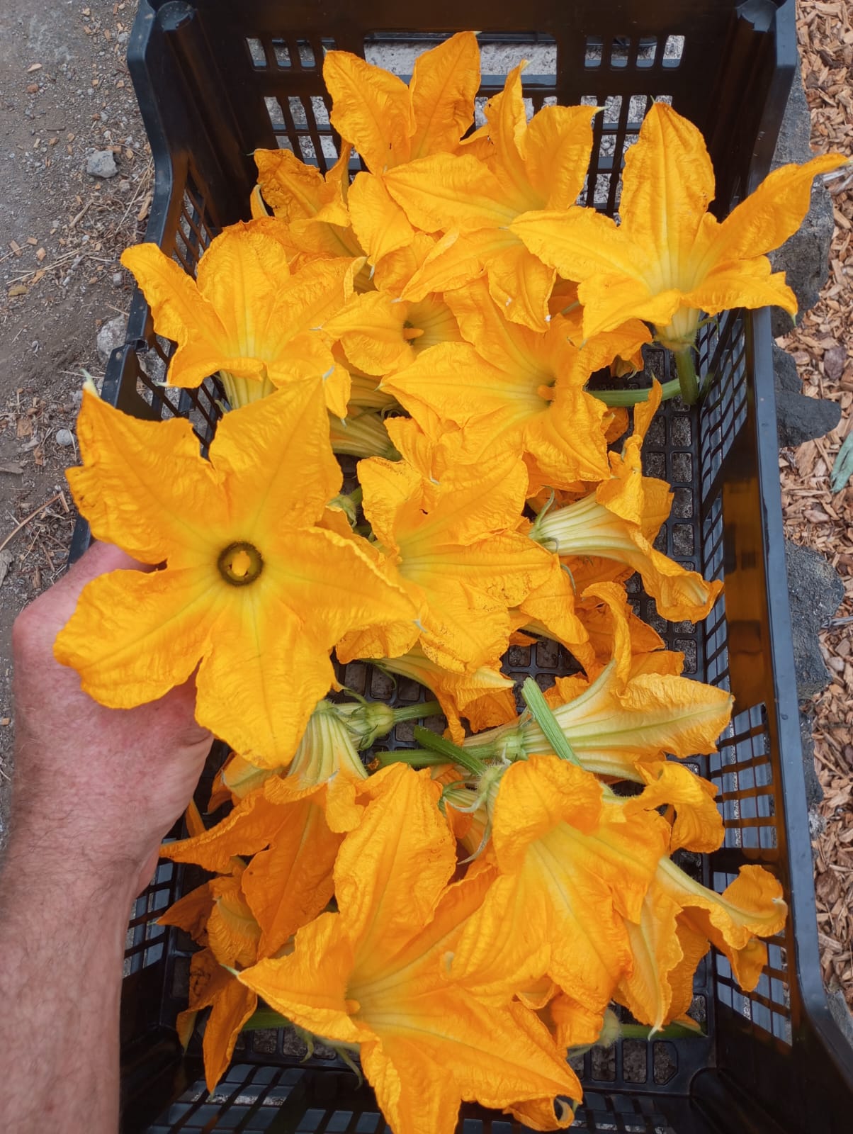 Zuchini flower (unit)