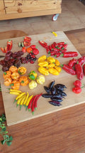 Chillis variados (3 x units)
