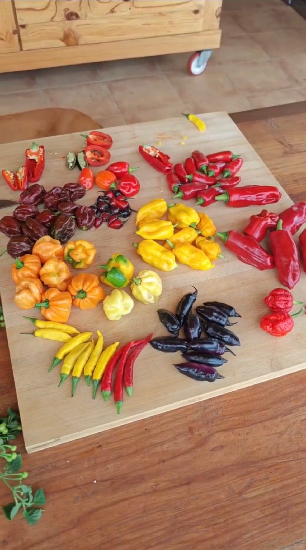 Chillis variados (3 x units)