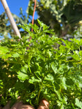Parsley (bunch)