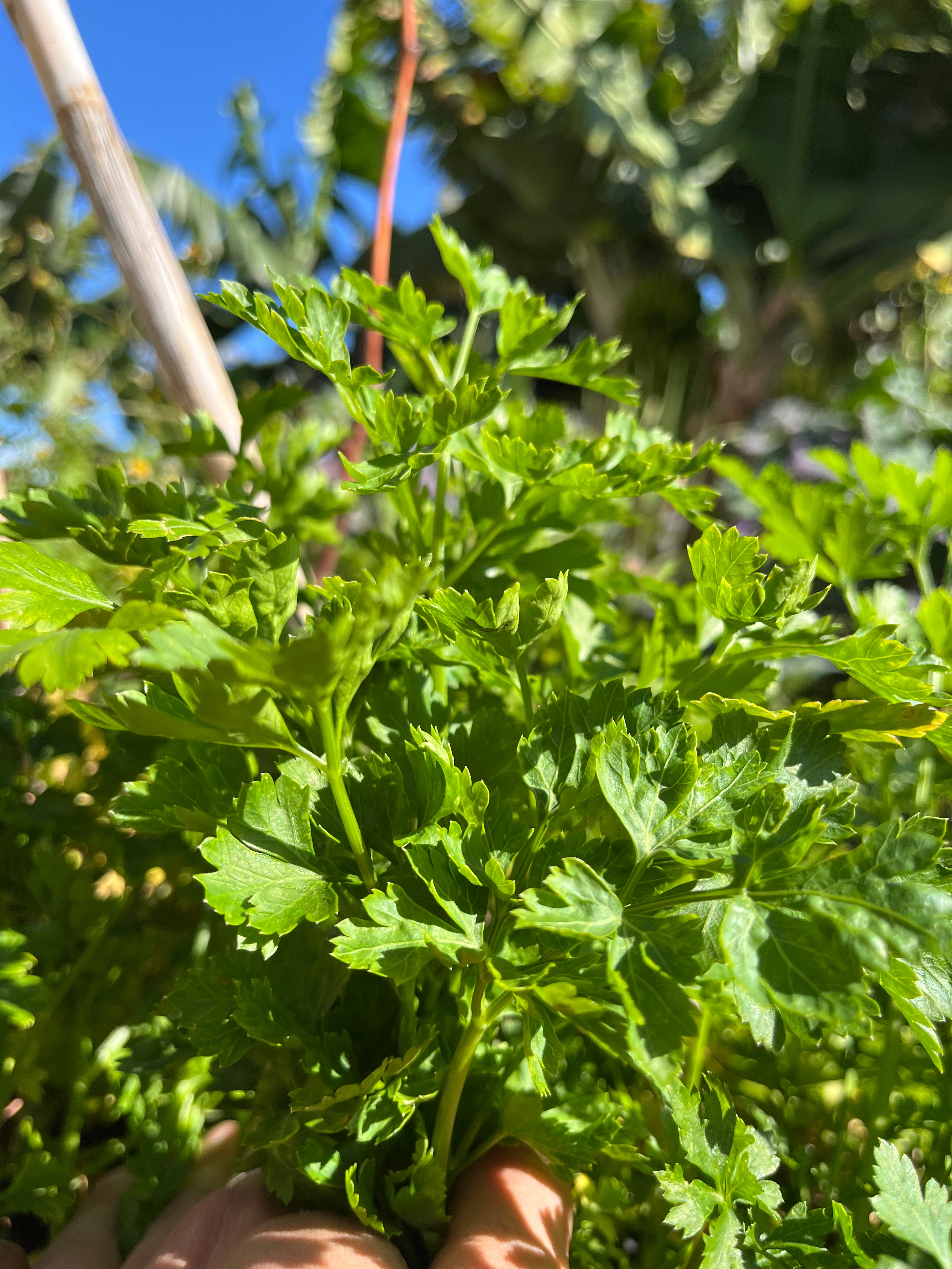 Parsley (bunch)