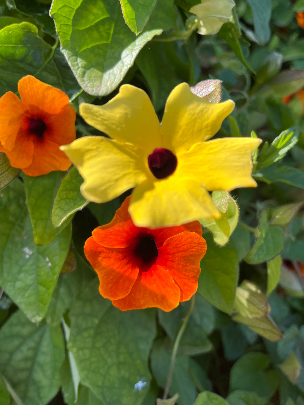 Thunbergia (3 x units)