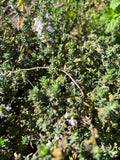 Rosmary (bunch)