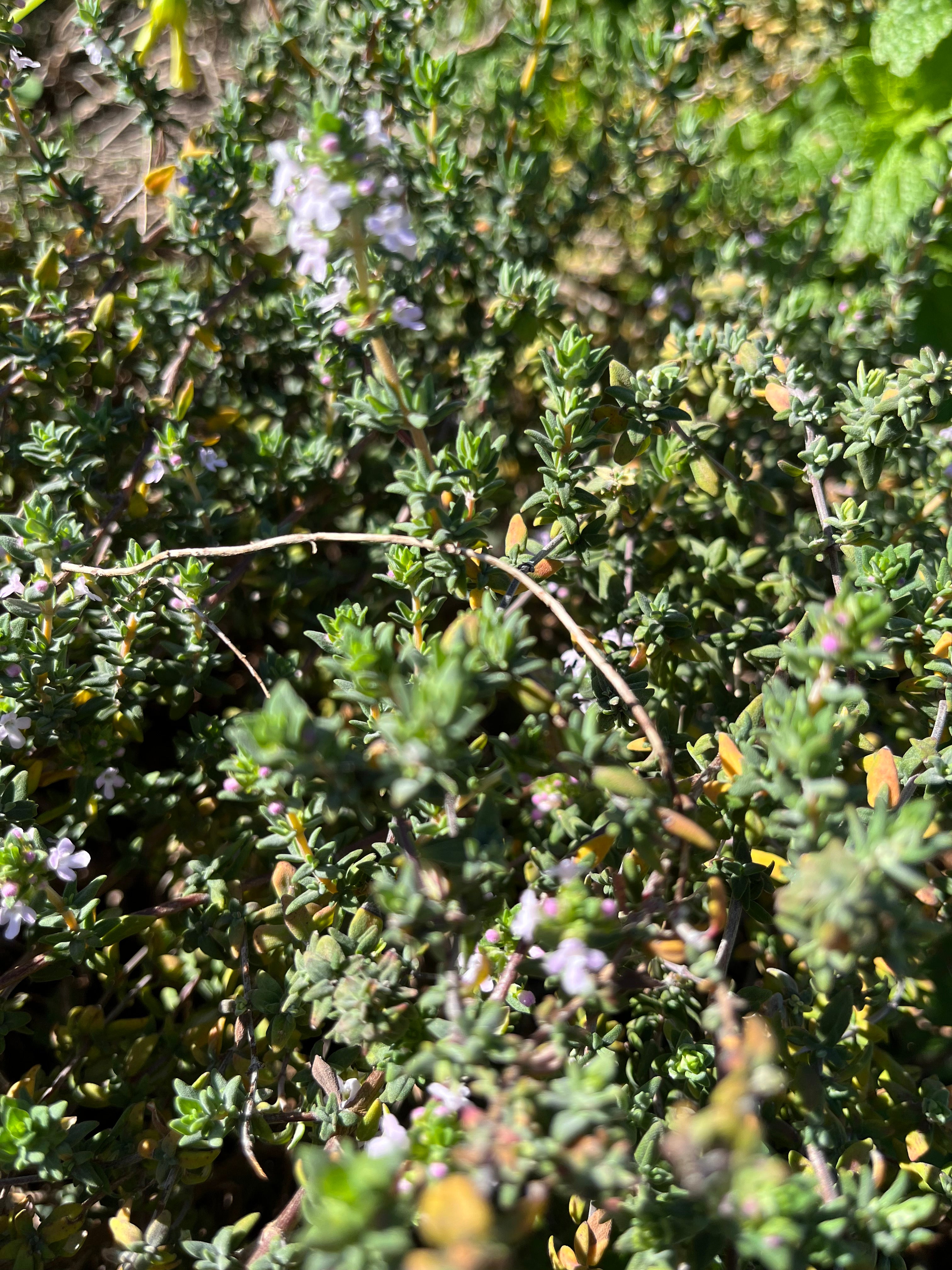 Rosmary (bunch)