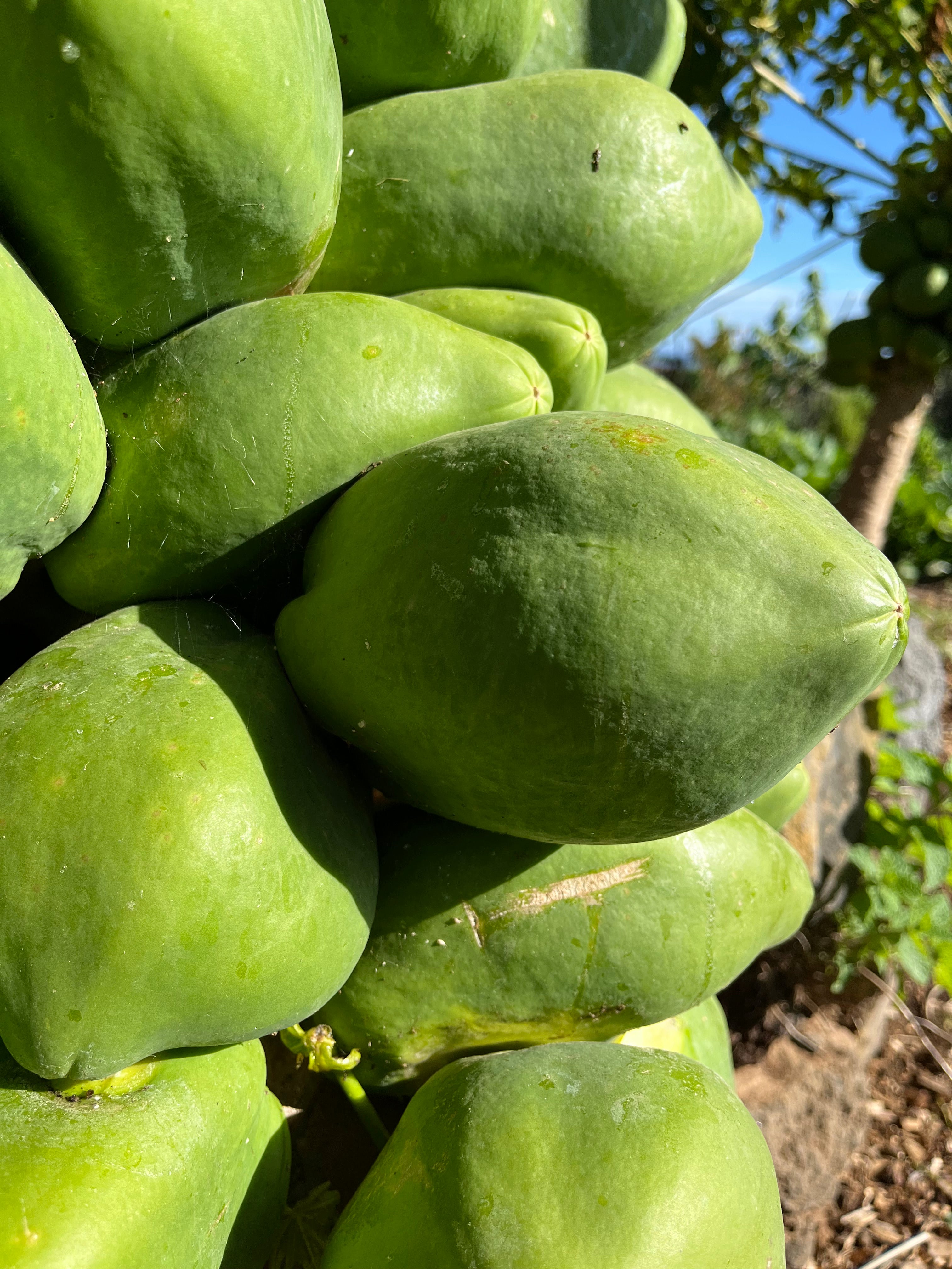 Papaya green (kg)