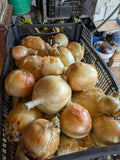 Yellow onion orlando (Kg)