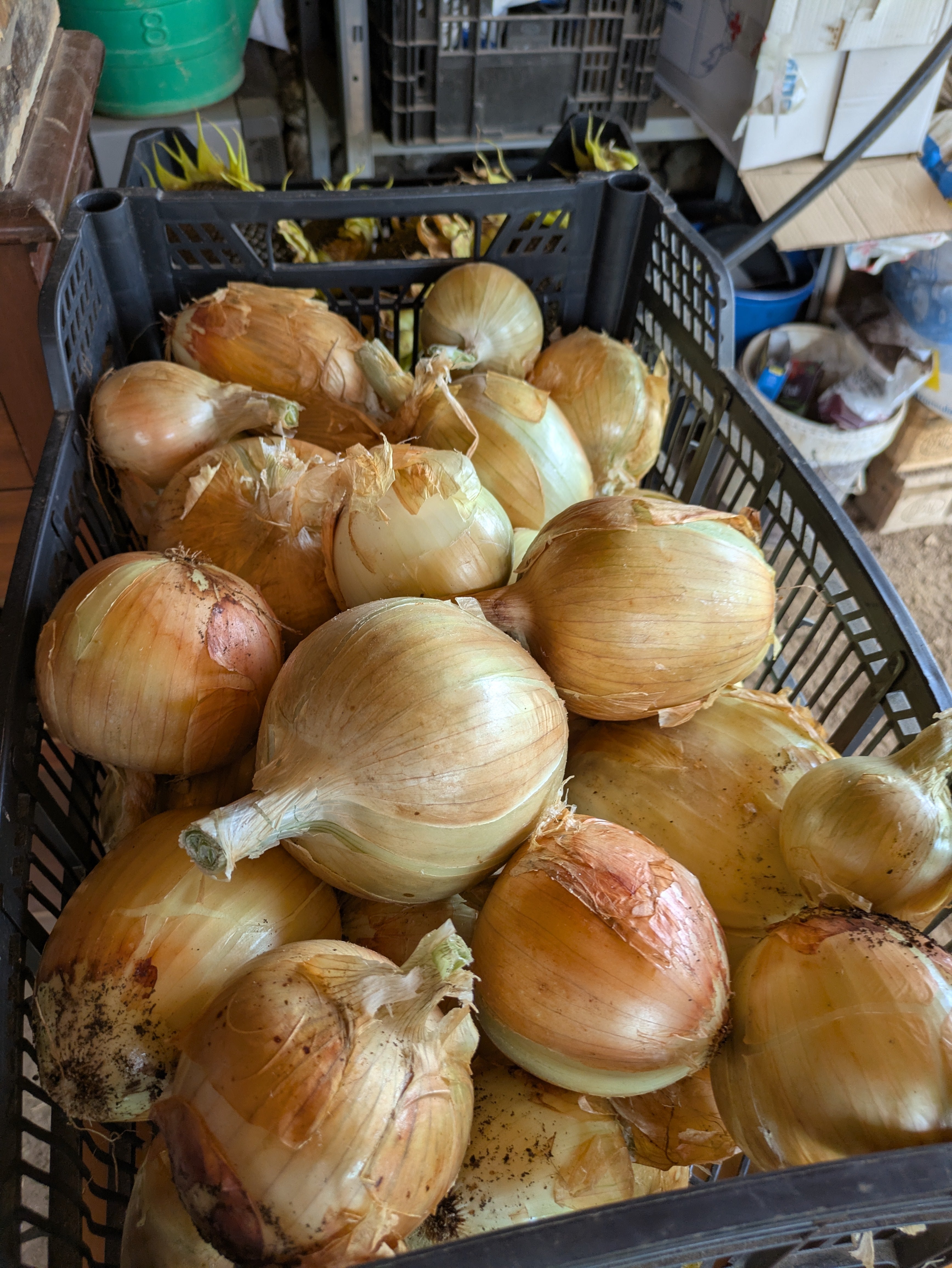 Yellow onion orlando (Kg)