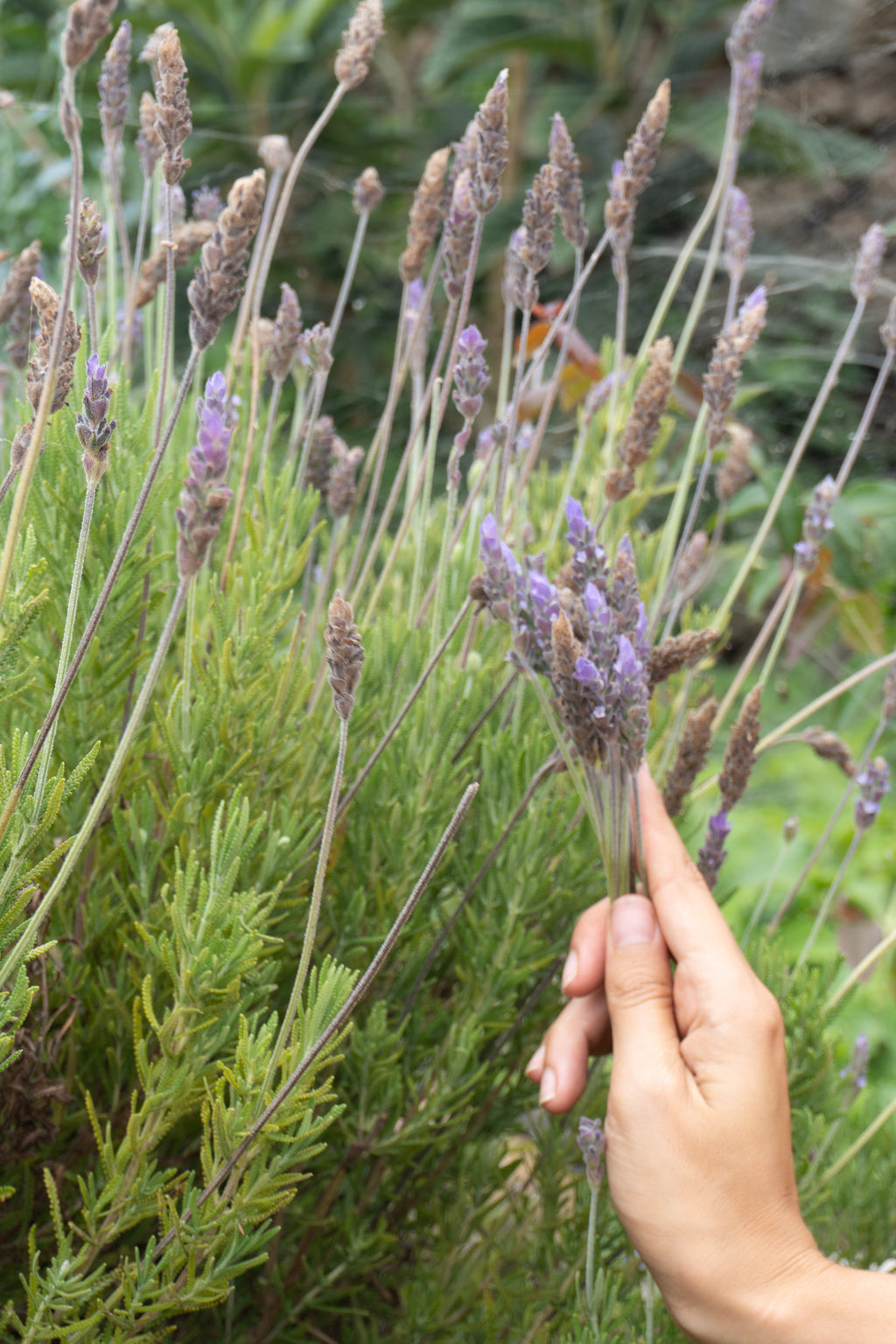 Herbal Garden Tour (english)