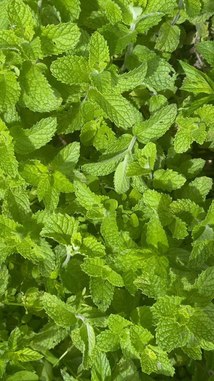 Herbal Garden Tour (english)
