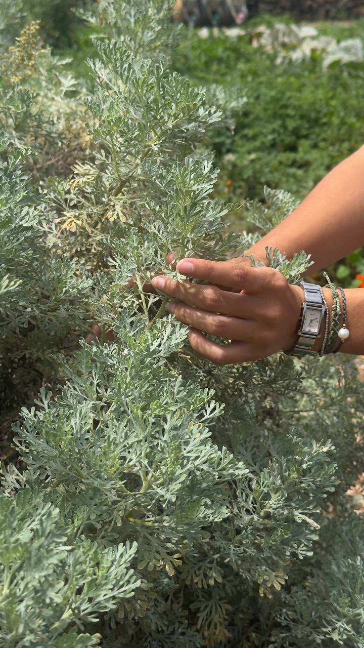 Herbal Garden Tour (english)