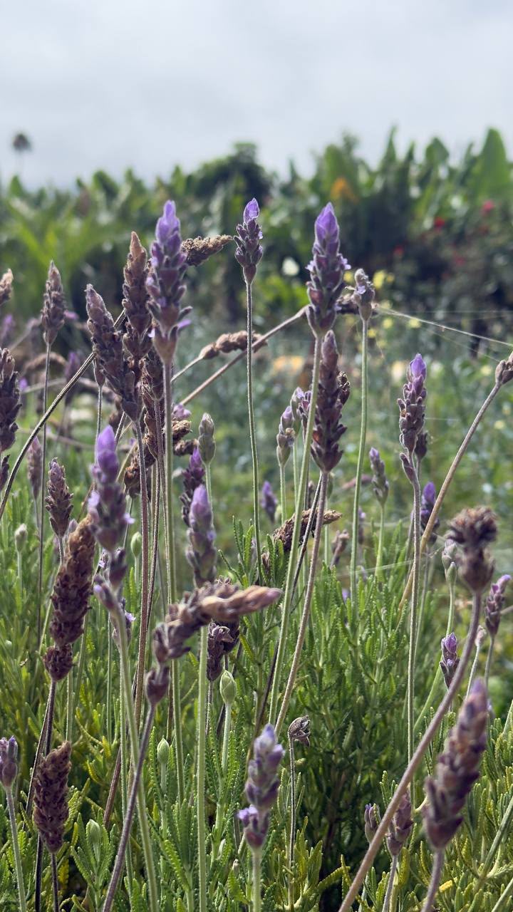 Herbal Garden Tour (english)