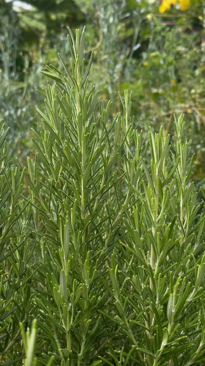 Herbal Garden Tour (english)