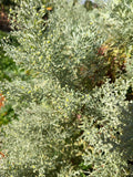 Artemisia (bunch)