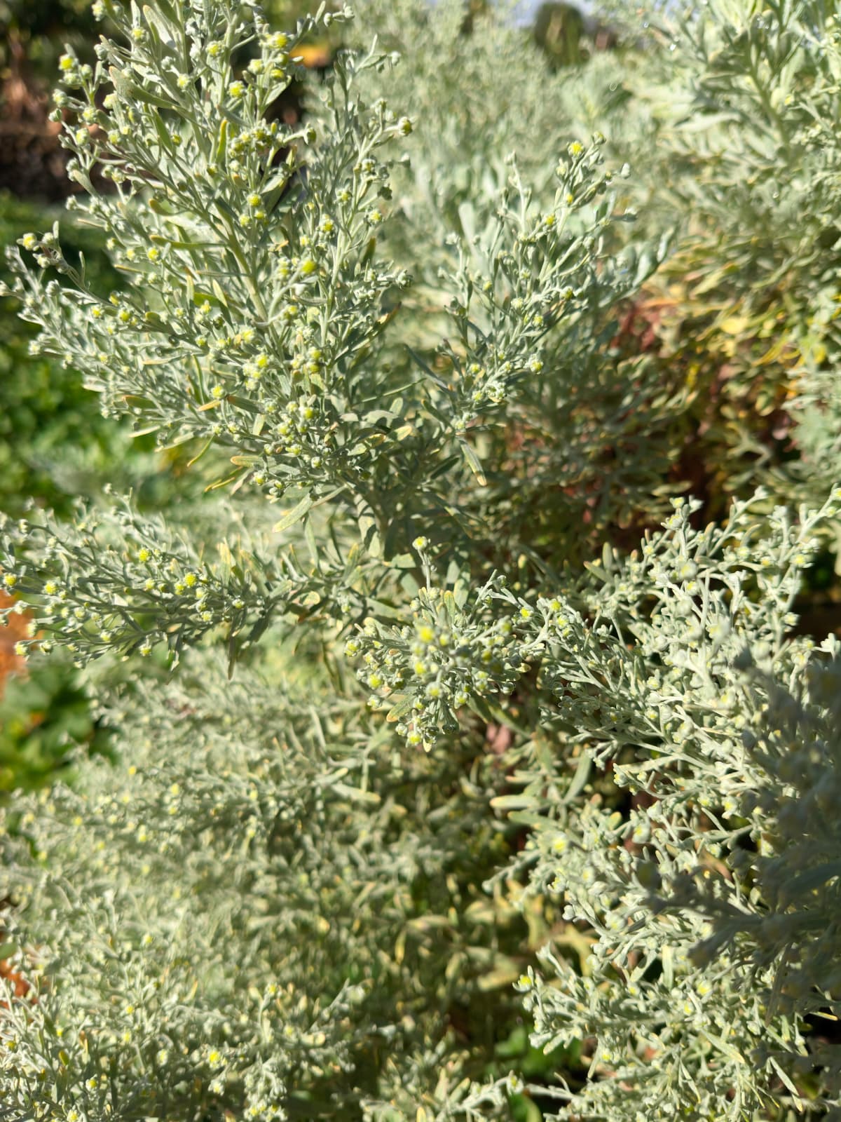 Artemisia (bunch)