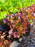 Red lettuce (unit)